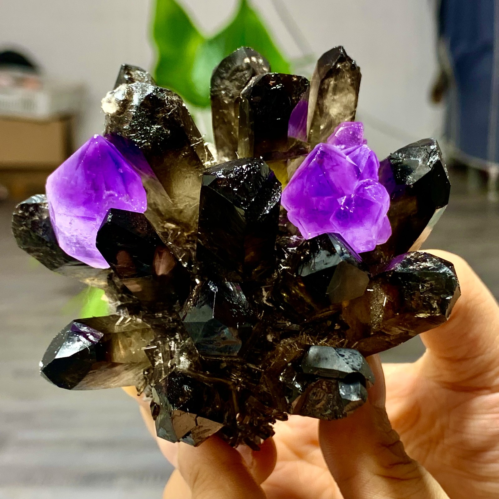 389G New Find black+purple Phantom Quartz Crystal Cluster Mineral Specimen