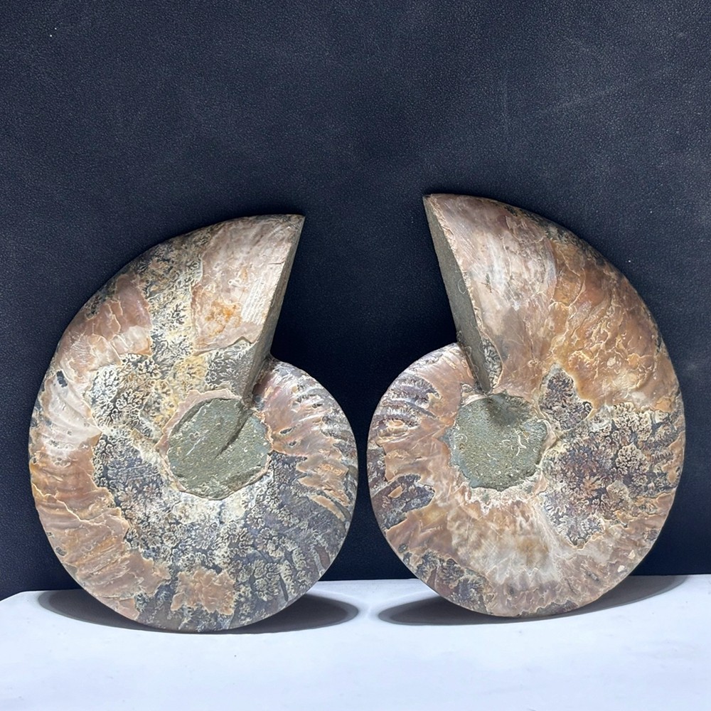 TOP Natural Ammonite Fossil Conch Crystal Specimen Healing Care A pair 200g+