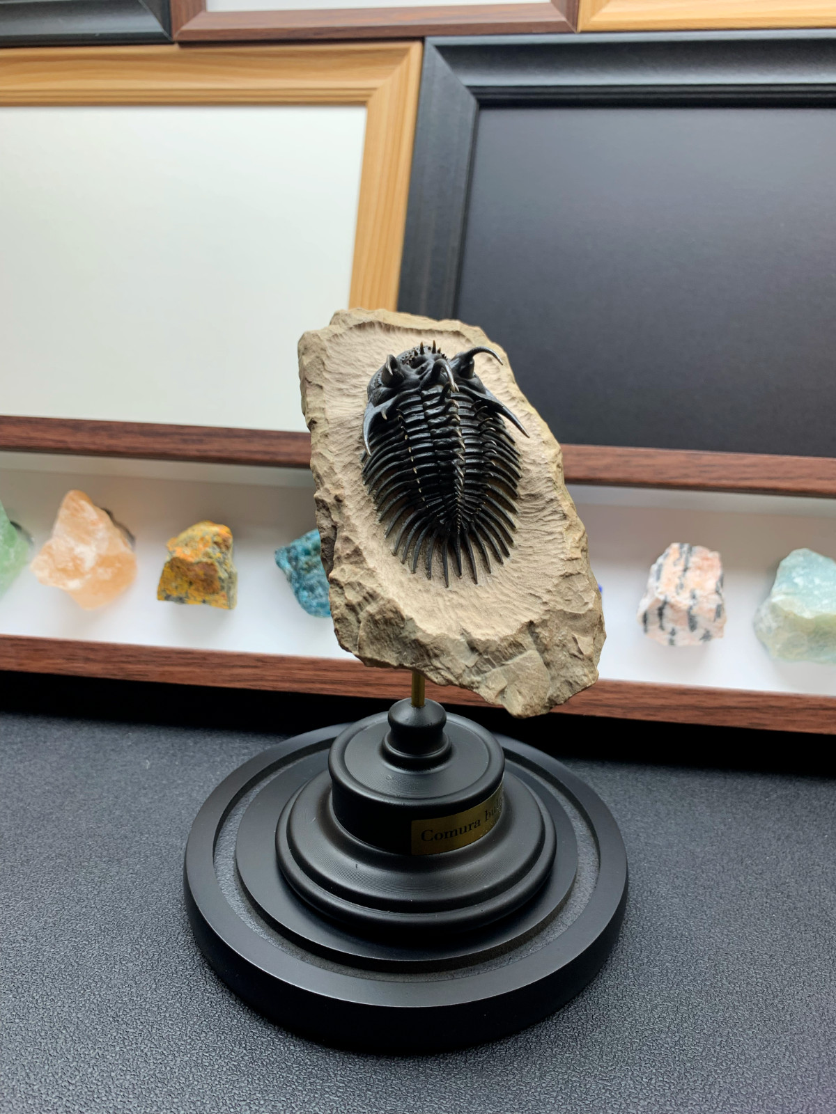 1:1 Comura Bullyneki Trilobite Resin Replica, Spiny Trilobite Fossil Display