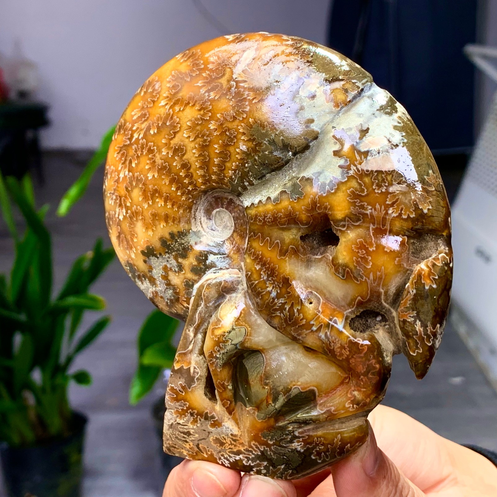 364G Rare! Natural Tentacle Ammonite Fossil Shell Healing Madagascar