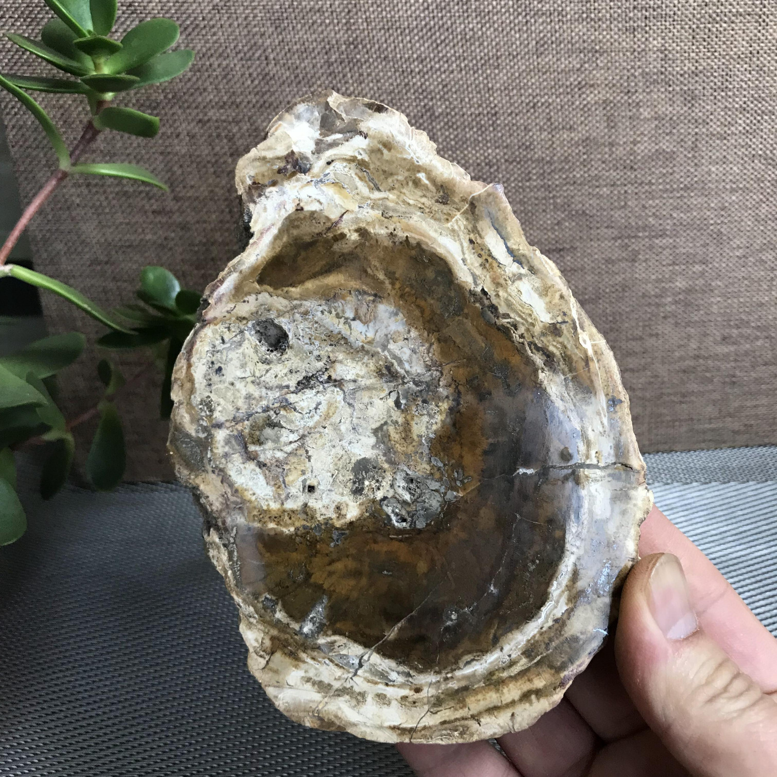 Top 148mm Natural Petrified Wood Crystal Rough Slice Madagascar 361g A1409