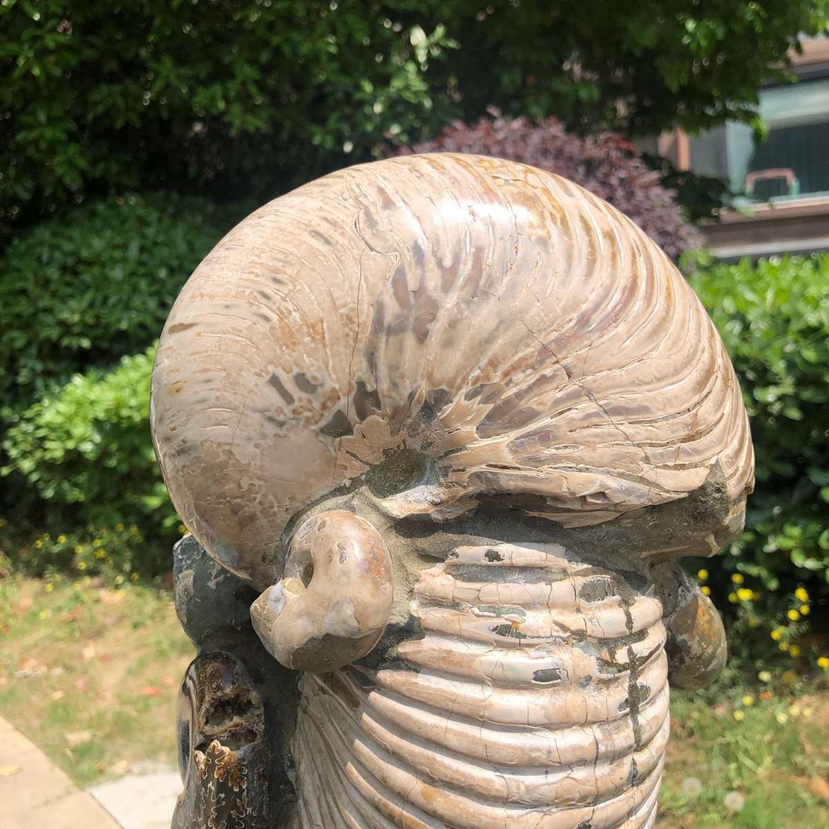 17.11LB Natural Beautiful Ammonite Fossil Conch Crystal Specimen Healing 5118