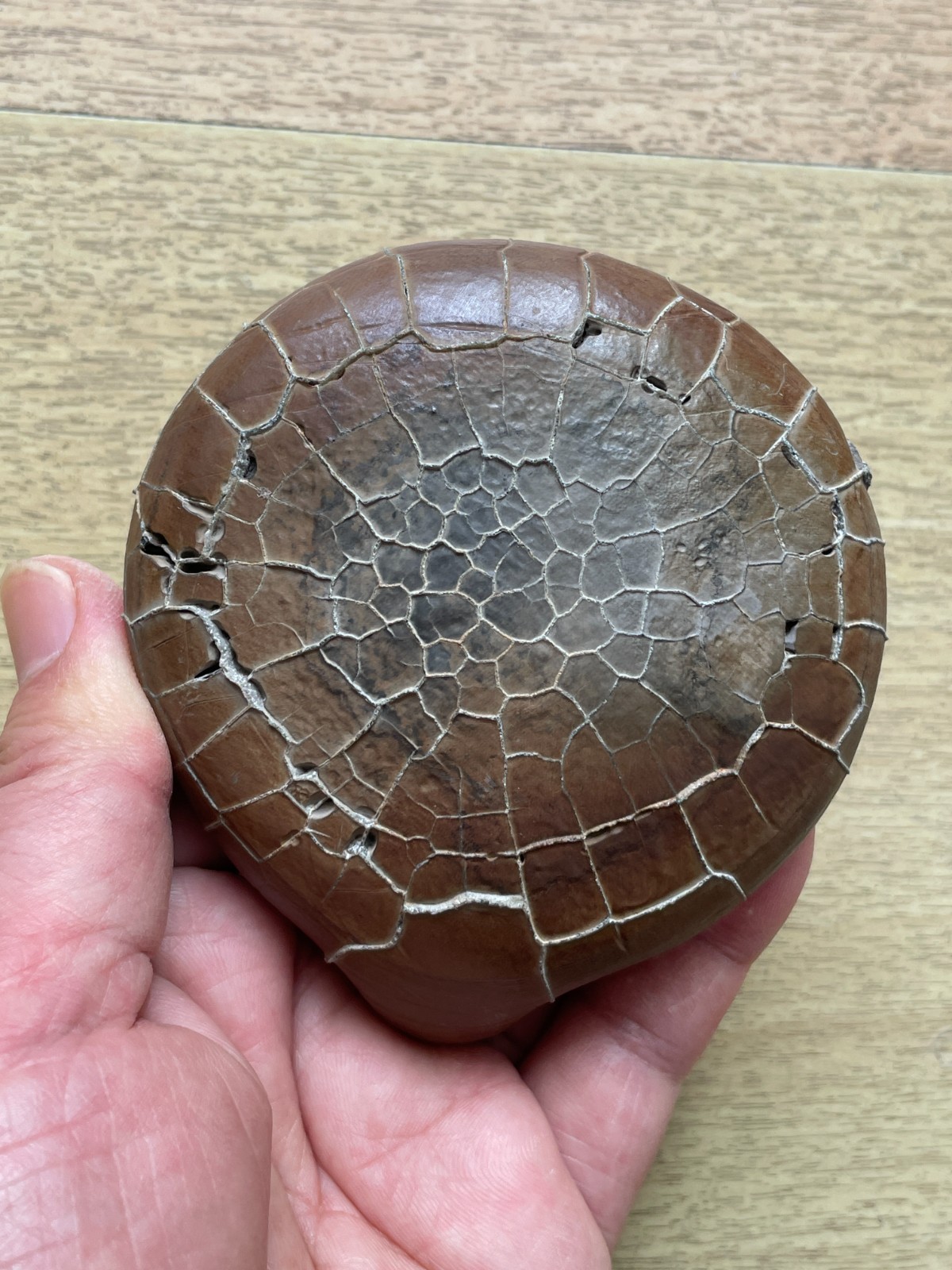 412g beautiful Natural tortoise back pattern stone Moire stone Landscape stone