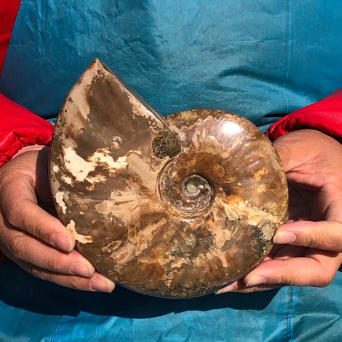 3.65LB 2pc Natural Beautiful Ammonite Fossil Conch Crystal Specimen Healing