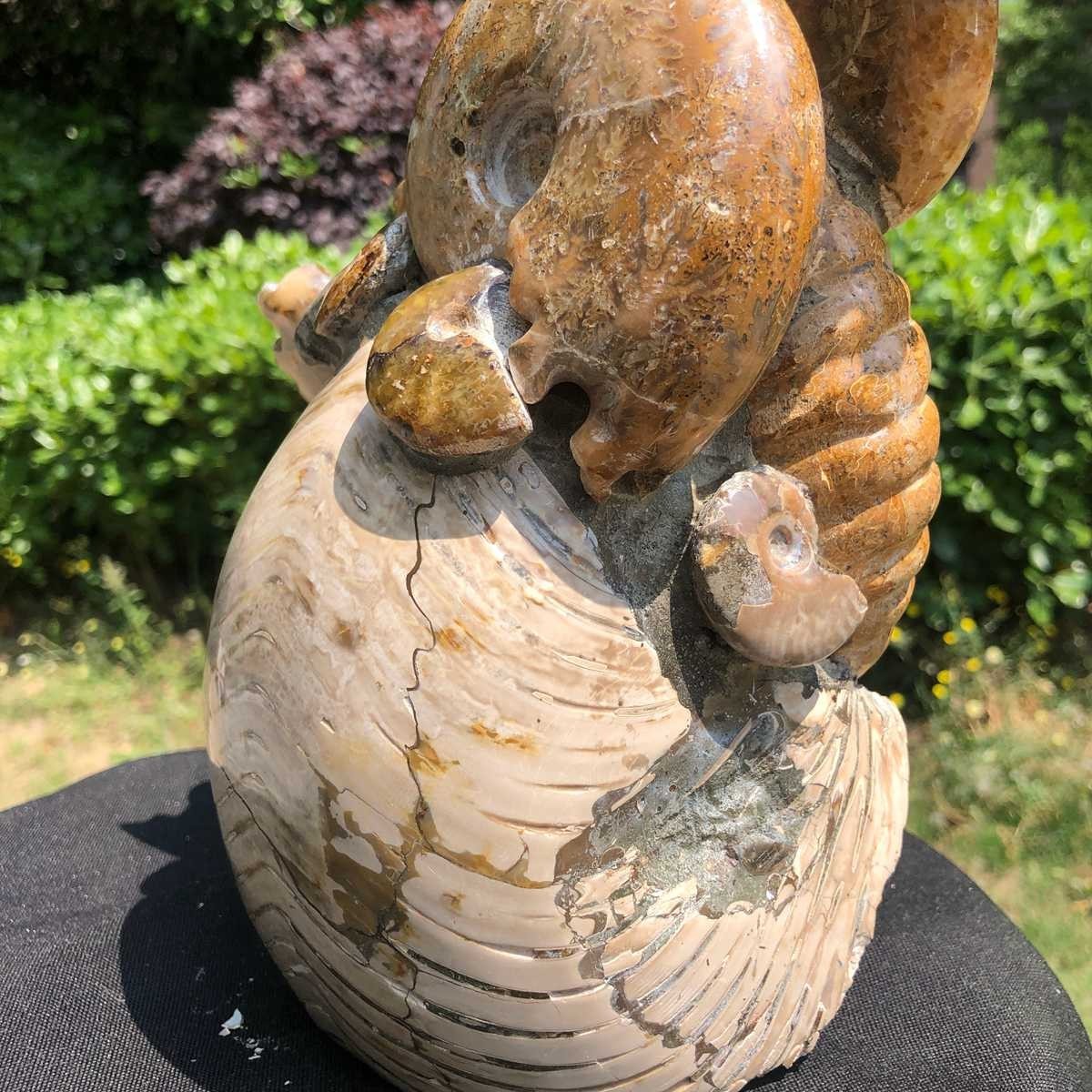 11.08LB Rarem Natural Tentacle Ammonite Fossil Specimen Shell Healing Madagas