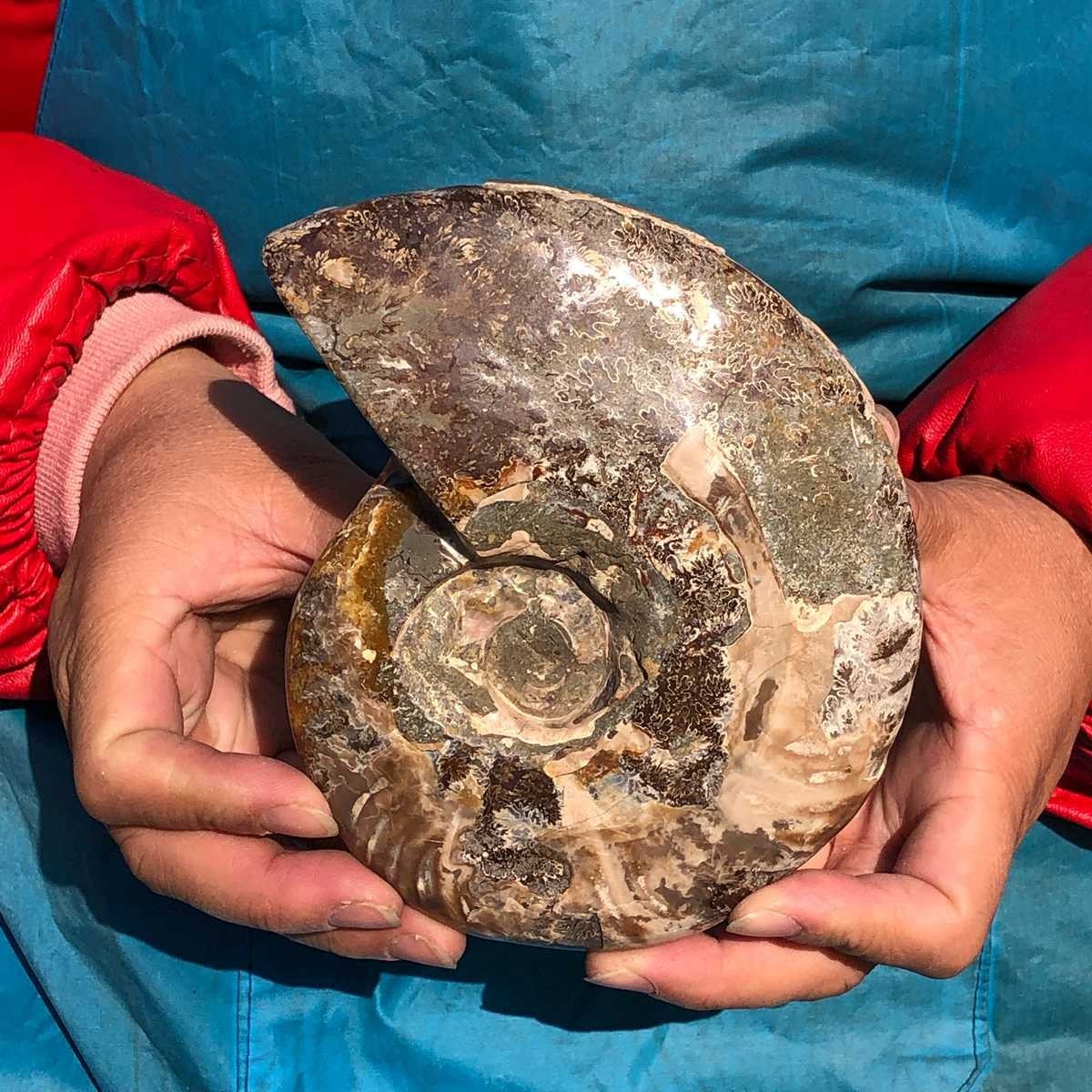 2pcs 3.65LB Natural Horn Screw Fossil Ammonite Conch Crystal Specimen Healing