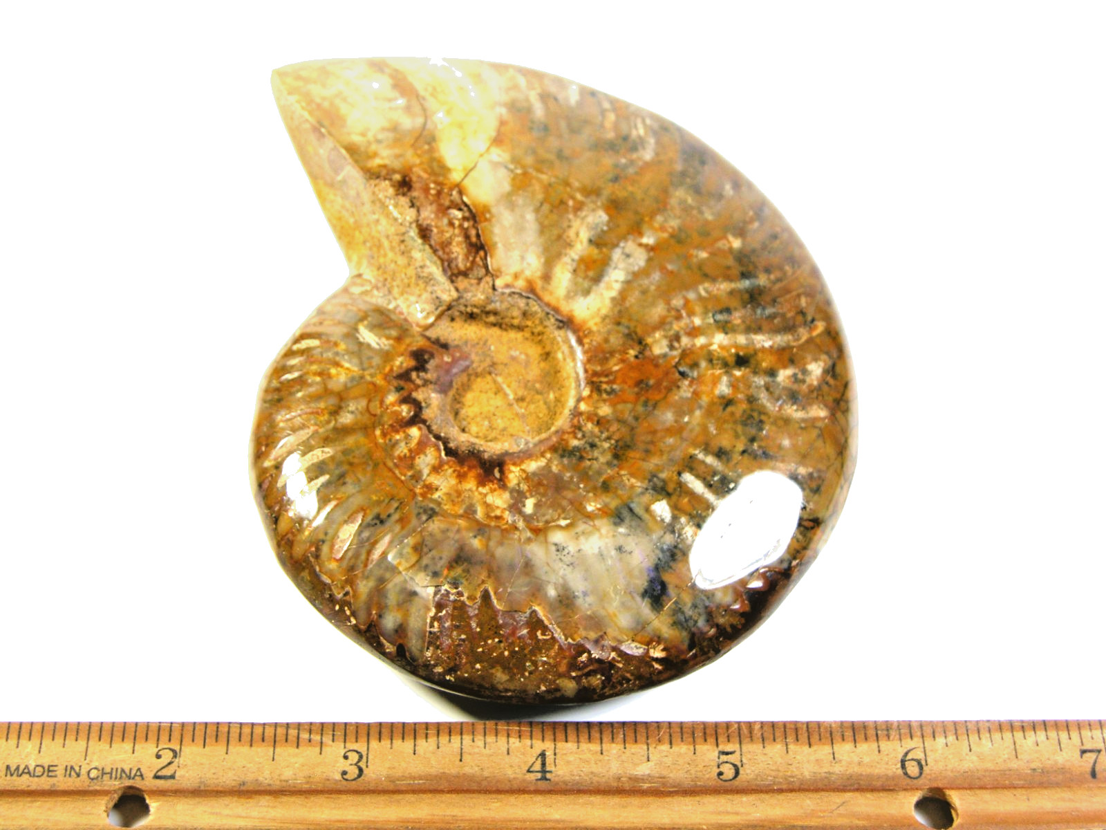 Ammonite fossil polished 5×4″ + showing suture &fire Madagascar ms57