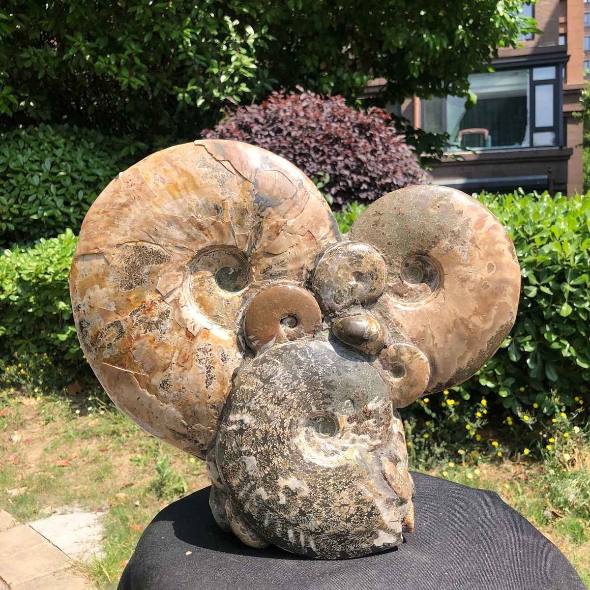 17.46LB Rarem Natural Tentacle Ammonite Fossil Specimen Shell Healing Madagas