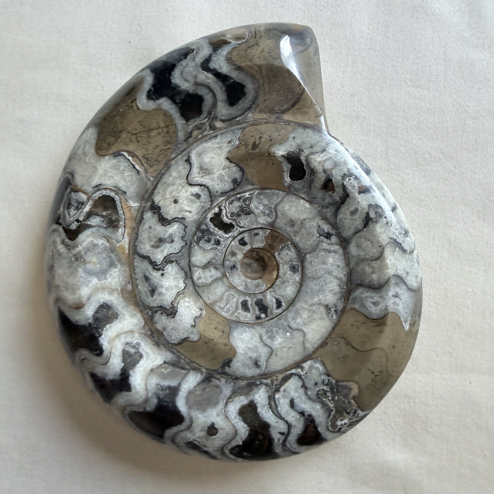 Polished Moroccan Goniatite Fossil Shell Ammonite Display Specimen Natural Stone
