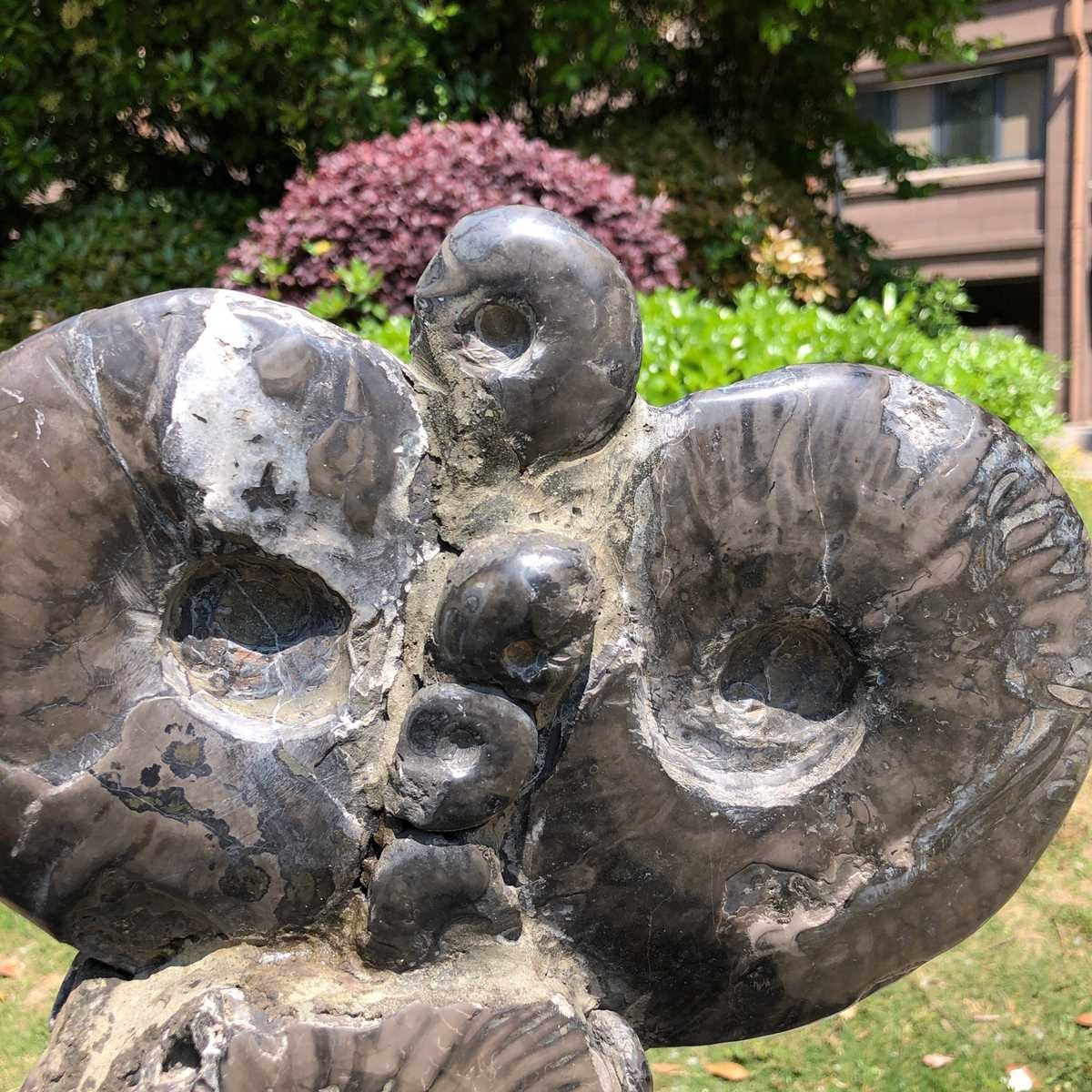 10.6LB Natural Beautiful Ammonite Fossil Conch Crystal Specimen Healing 5102