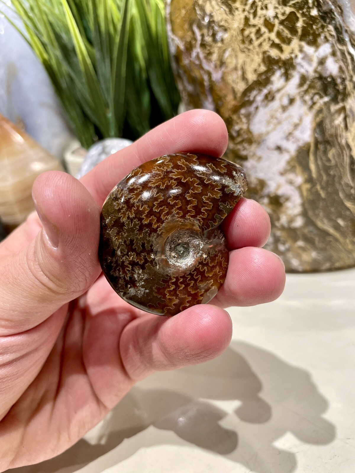 Ammonite Fossil Conch Specimen 2” Crystal Healing Yoga Reiki Rock ZENDA