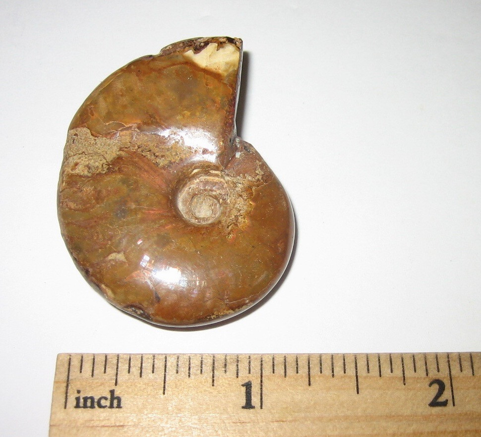 1.6″ POLISHED NATURAL OPALIZED AMMONITE FOSSIL OCEAN SEA SHELL MADAGASCAR 21g *1