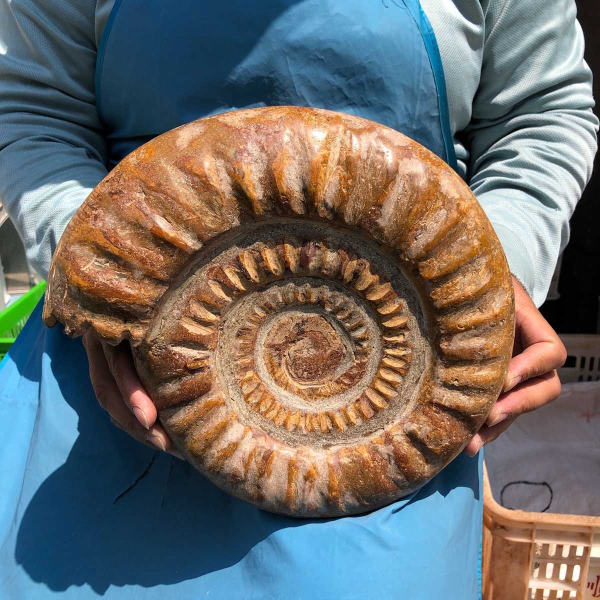 9.96LB Top Natural Horn Screw Fossil Ammonite Conch Crystal Specimen Healing