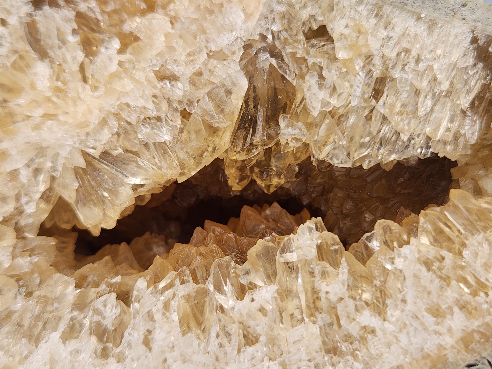HUGE Calcite CRYSTAL WHELK Shell Fossil Rucks Pit Florida dogtooth CUT POLISHED