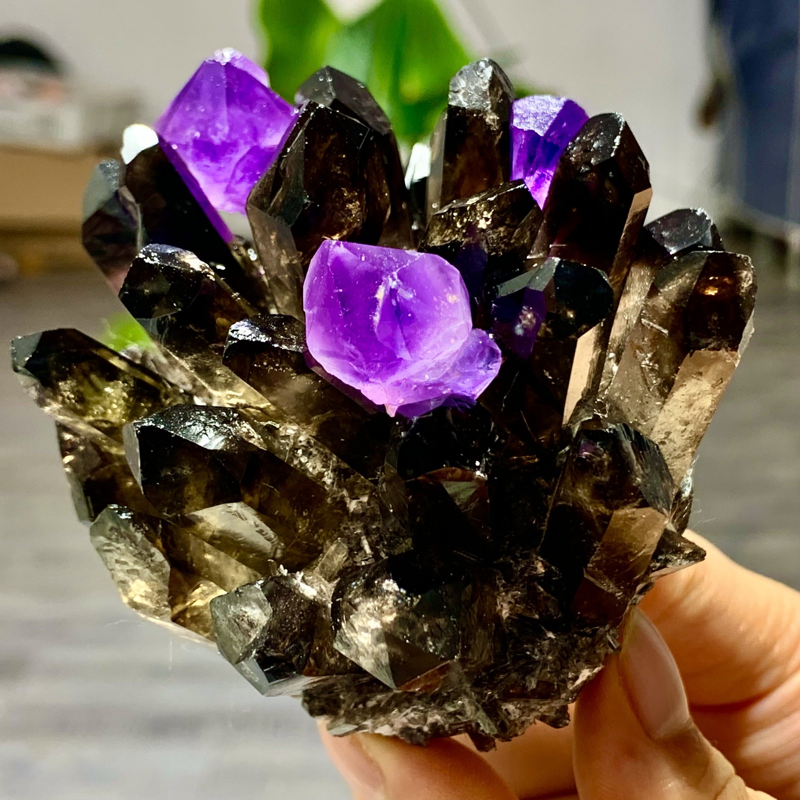 320G New Find black+purple Phantom Quartz Crystal Cluster Mineral Specimen
