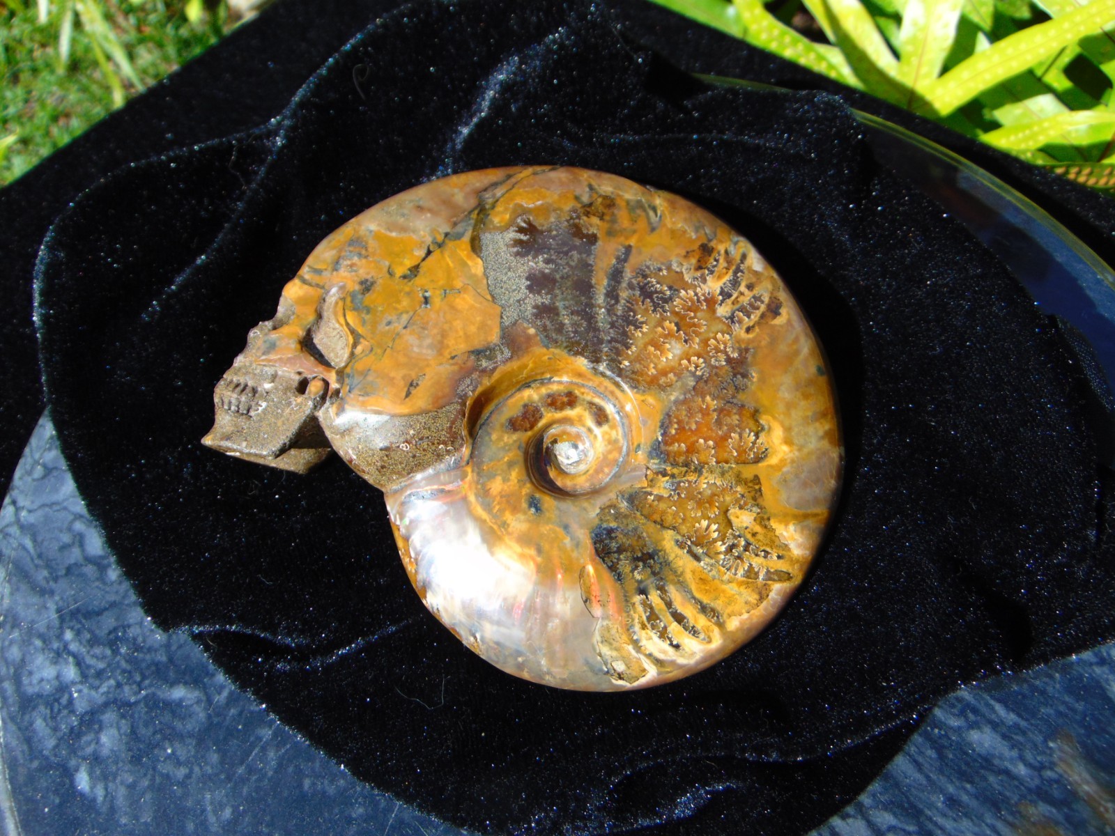 Carved Skull Ammonite from Skullis