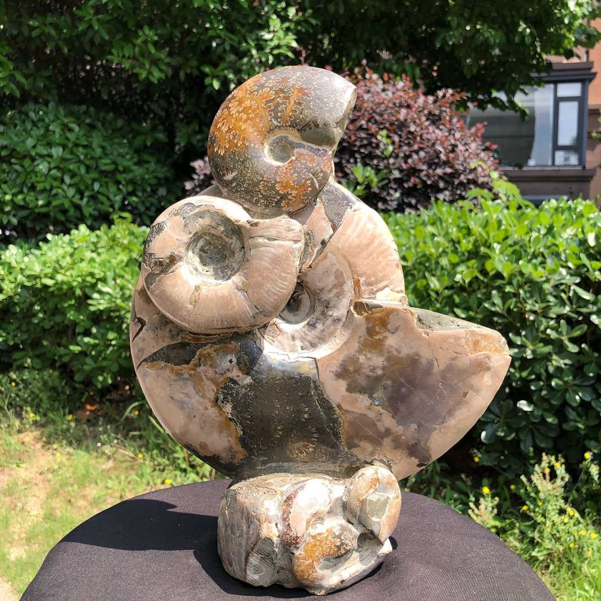 9.3LB Natural Beautiful Ammonite Fossil Conch Crystal Specimen Healing 5126