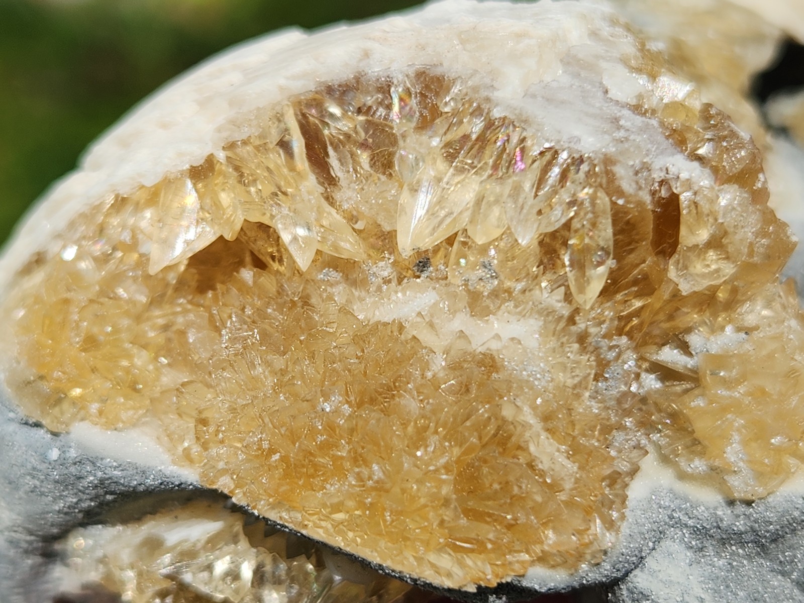 CALCITE CRYSTAL WHELK Shell Fossil Rucks Pit Florida dogtooth UV honey cluster