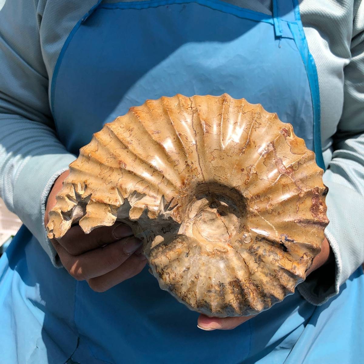 4.18LB Rare! Natural Tentacle Ammonite Specimen Healing Madagascar