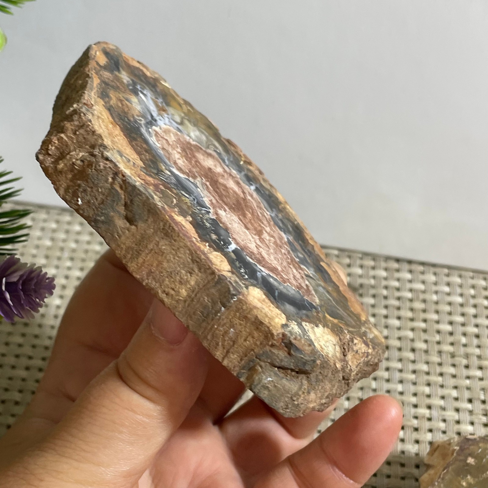 Natural Polished Petrified Wood Crystal Slice Madagascar 165g