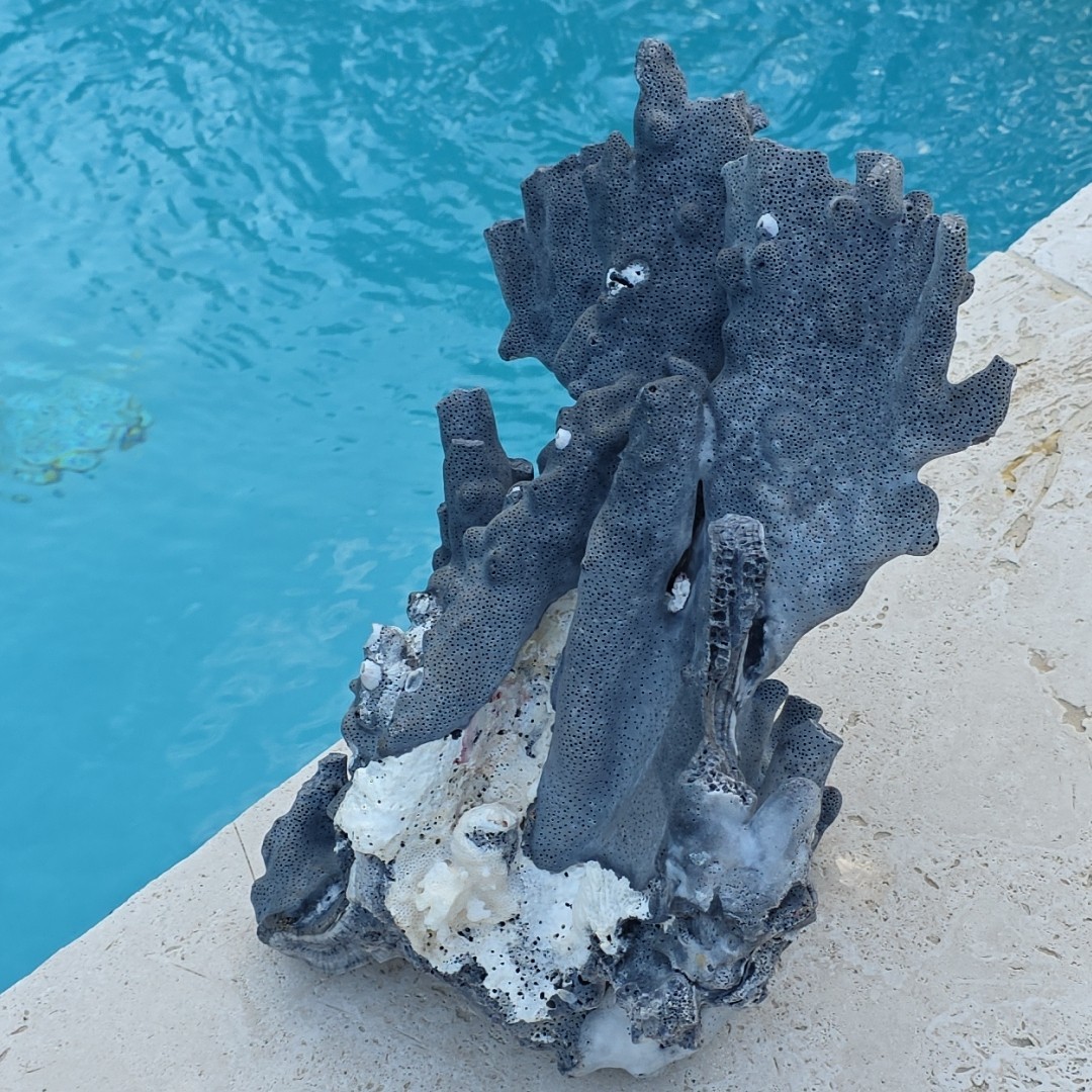 10 lb Nat Blue Coral Reef Cluster Marine Mineral Crystal Specimen Aquarium 14″