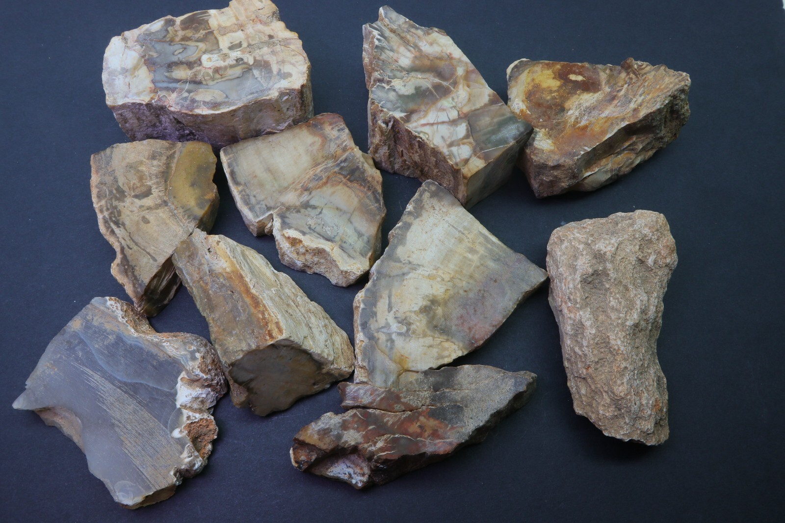Petrified Wood 1 Lb Rough Natural Stones Bulk Wholesale Raw Mineral Specimens