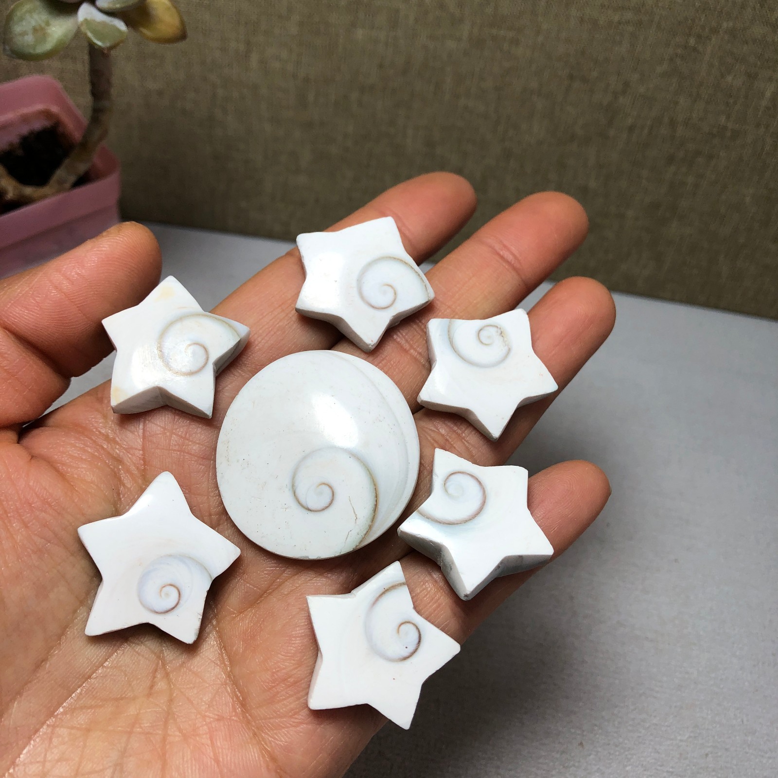 7pcs Rare sun shell Reiki Shiva Eye ocean semi-precious stone 57g A2762