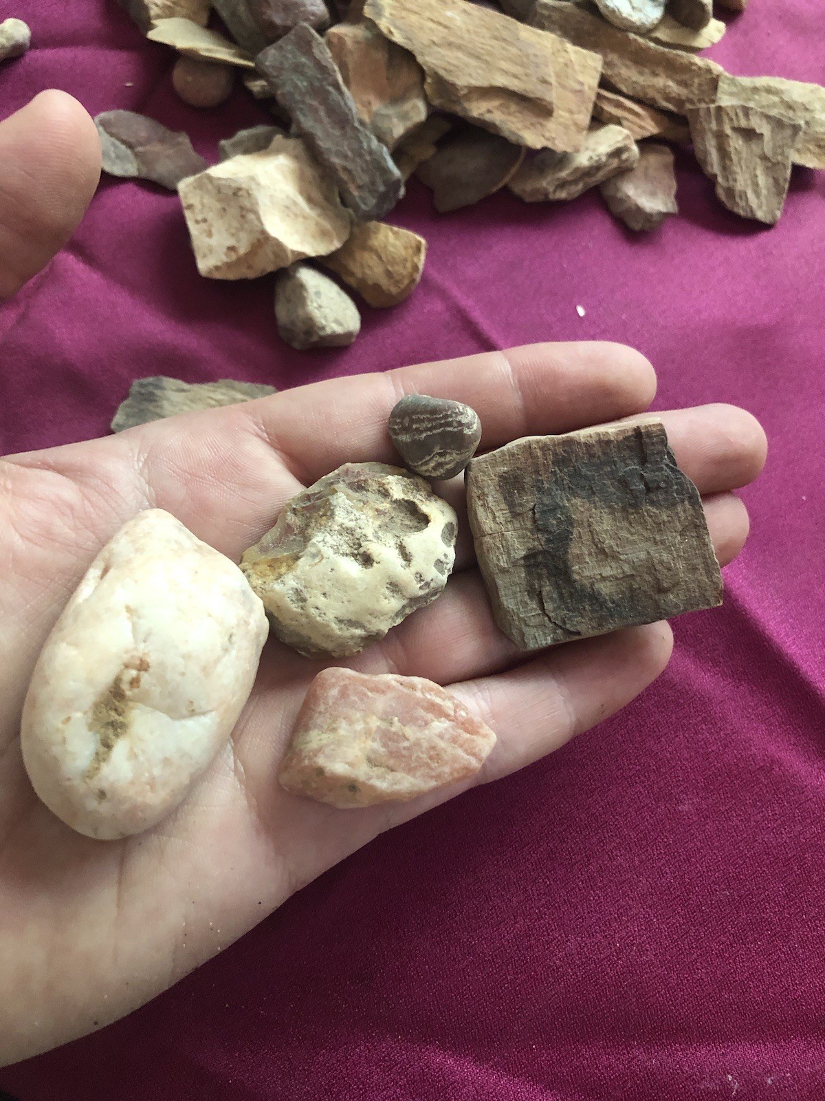 2 Pounds! Petrified Wood Rocks From Texas Various Colors Sizes
