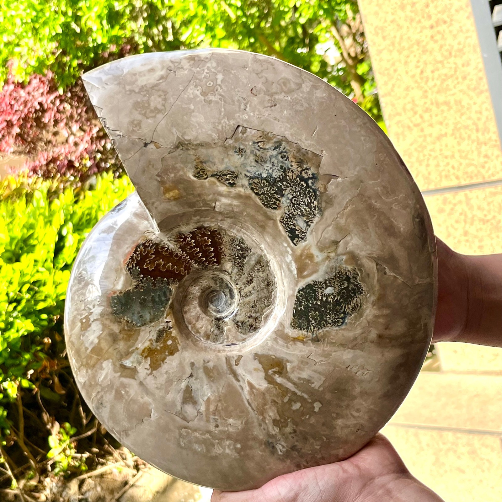 Polished Ammonite Fossil Madagascar Natural Spiral Sea Shell Gem 11 lb