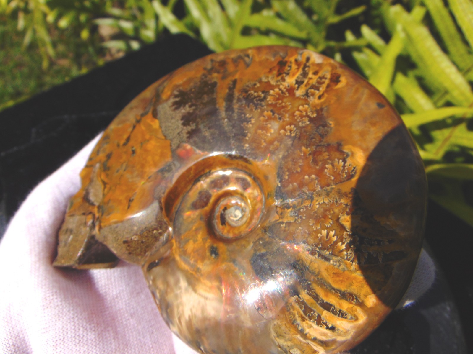 Carved Skull Ammonite from Skullis
