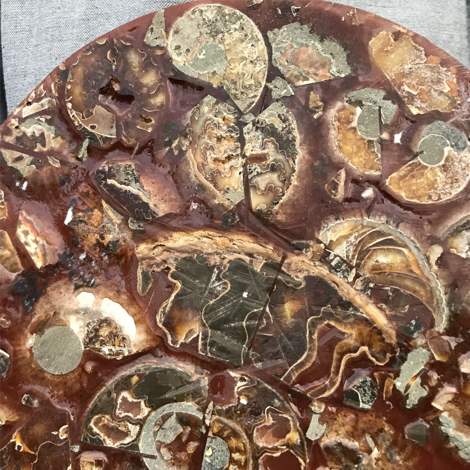 710g Natural Ammonite Disk Fossil Conch Specimen Crystal Healing Reiki