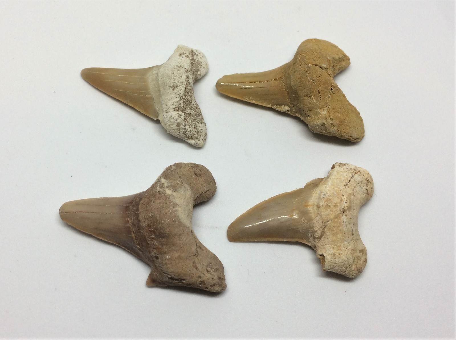 1 x Otodus Fossil Shark Tooth/Teeth Morocco (Medium Grade) 35-40mm