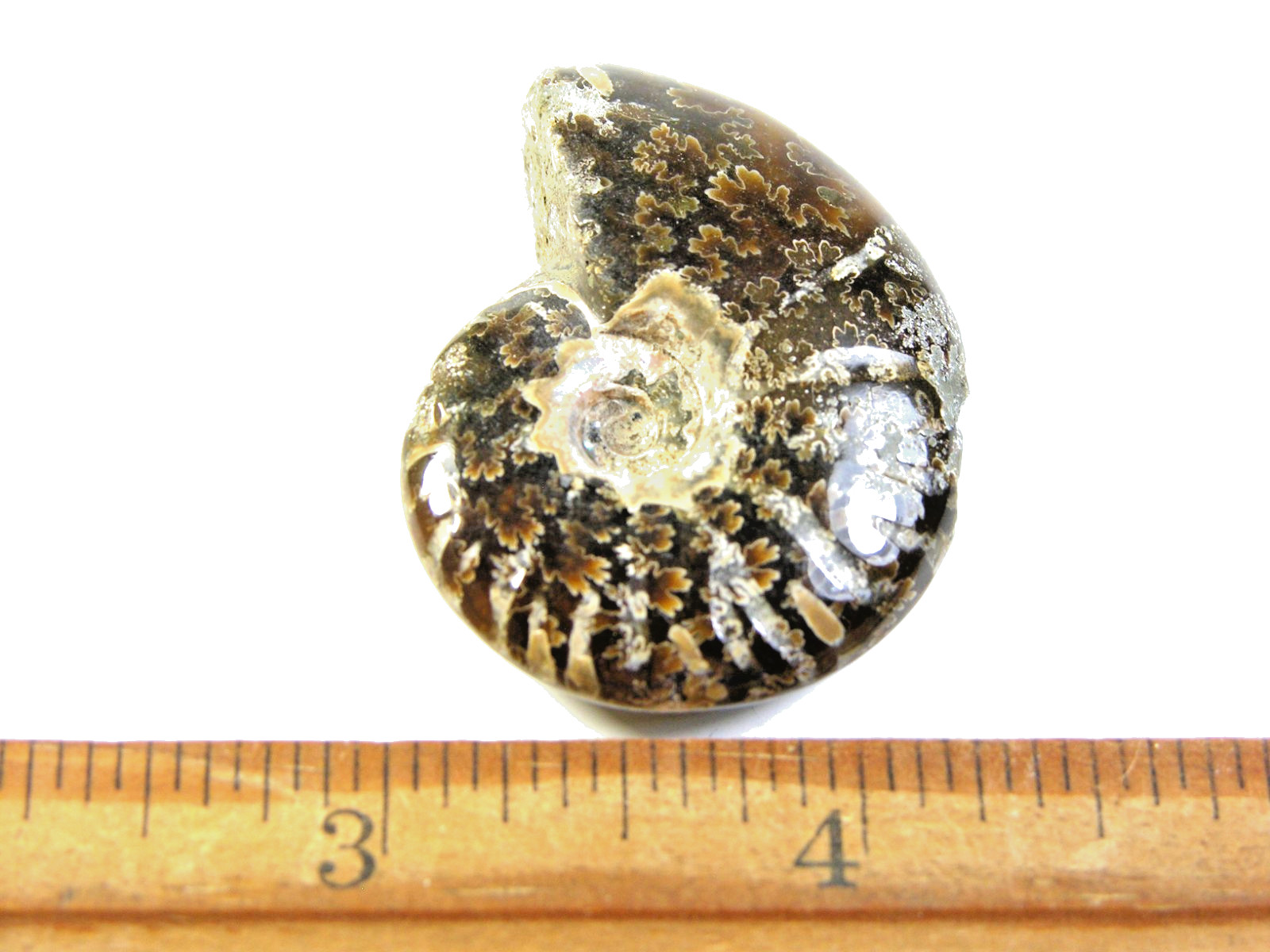 Ammonite fossil polished 1 1/2″ + showing suture &fire Madagascar ms49
