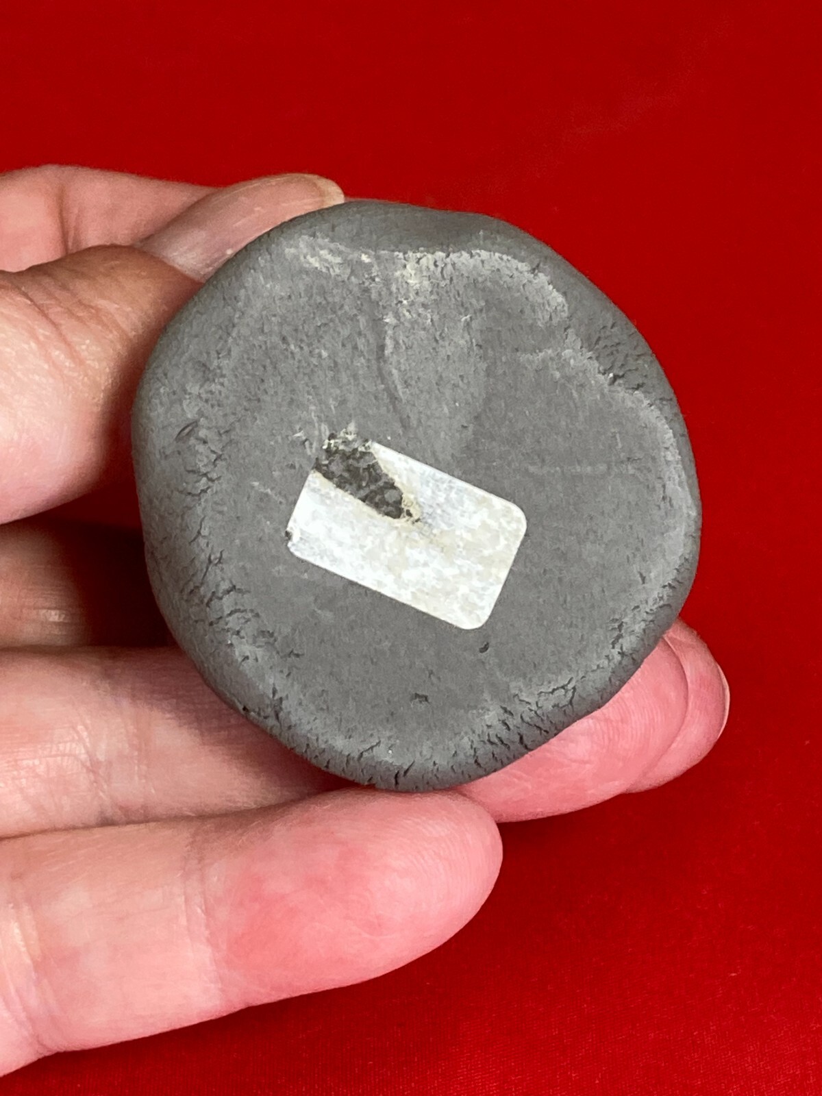 Fossil Tooth on Clay Stand about 3×1 inch from Florida Kids love these D76