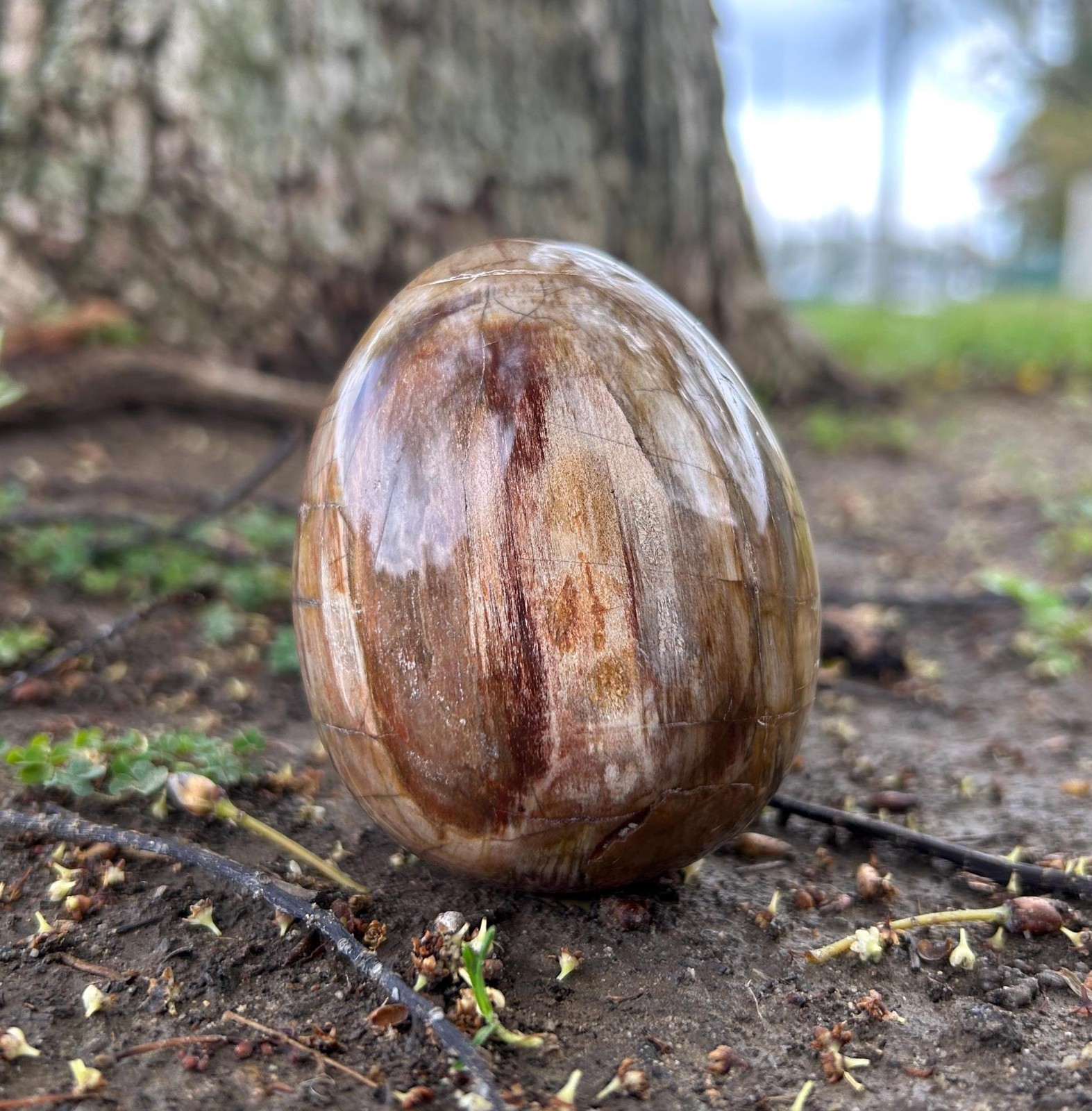 1.9″0.3lb Cute Natural Crystal Wood Fossil Egg Polished Quartz Home Office Decor