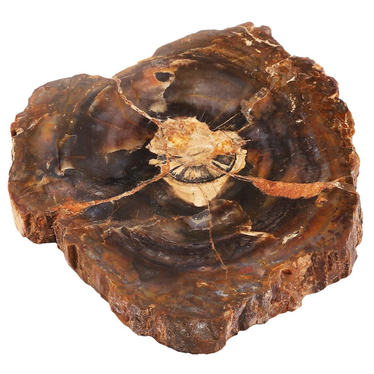 3.3-5″ Natural Irregular Petrified Wood Stones Coaster Cup Mat Chakra Healing…