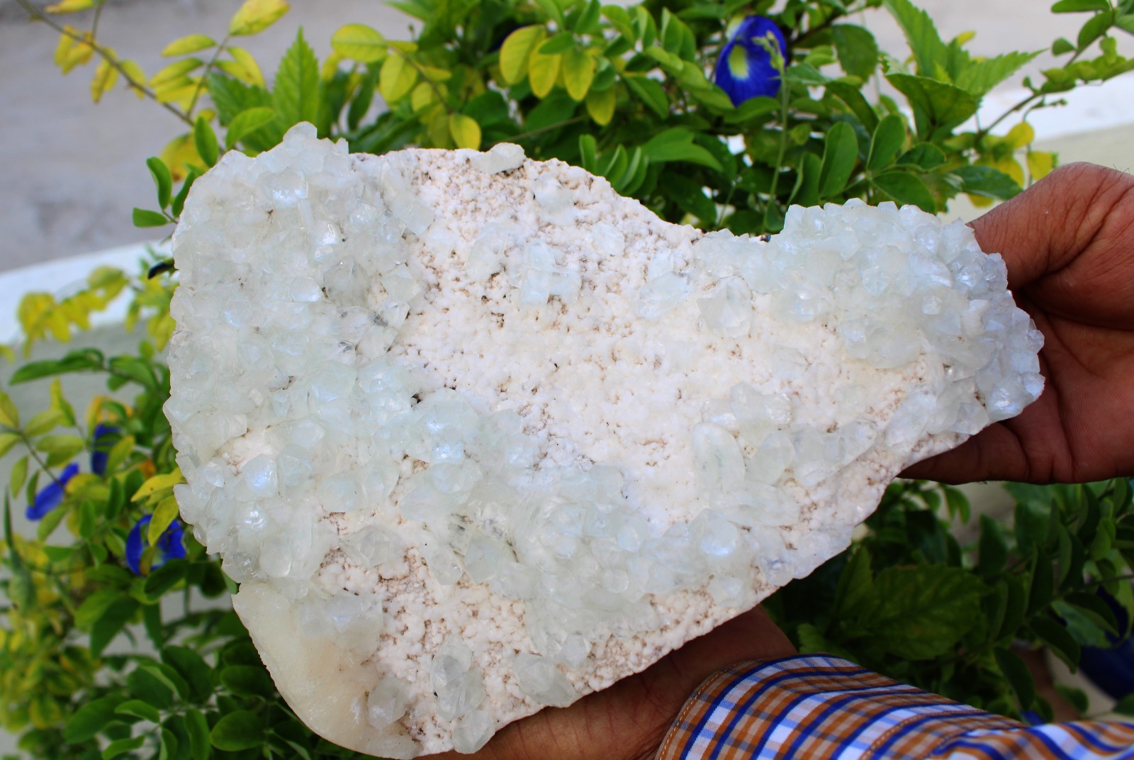 Green Apophyllite Crystals Format On Matrix Minerals Specimen