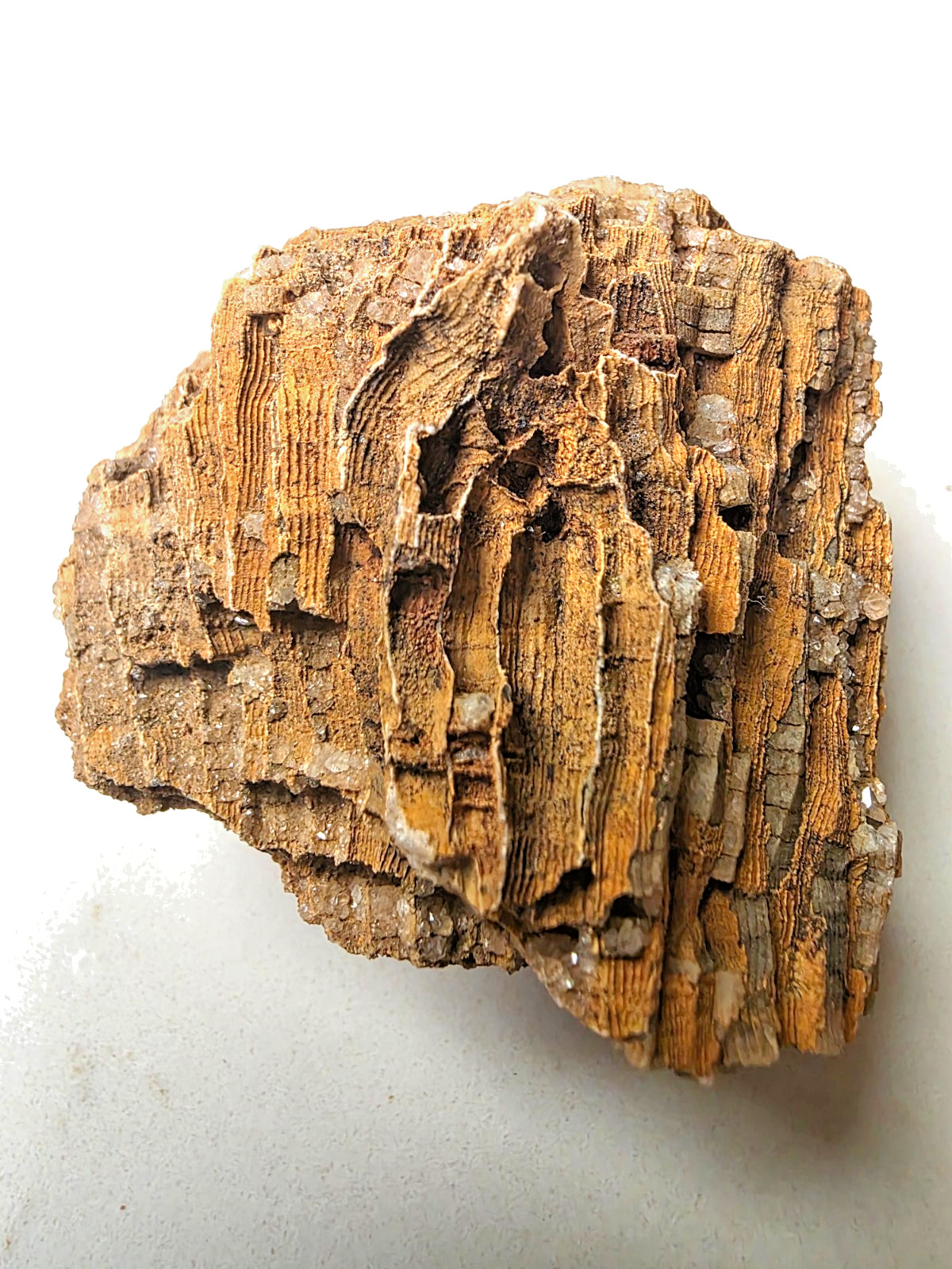 97 grams or 3.43 oz Tennessee Honeycomb Coral – Natural Fossil display specimen