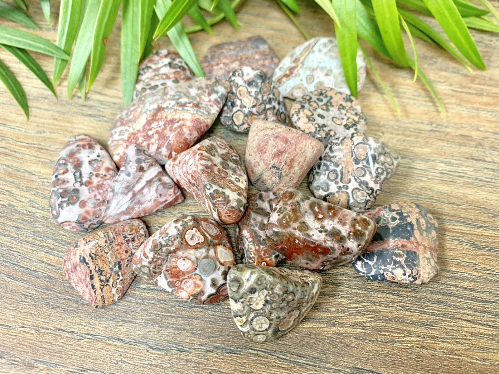 1/2 lb Leopard Skin Jasper Tumbled Stones Crystal Gemstone Specimen Reiki