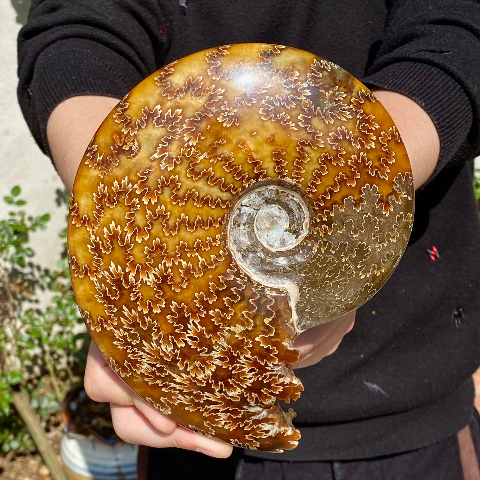 2.51LB Rare natural Natural conch fossil specimens of Madagascar