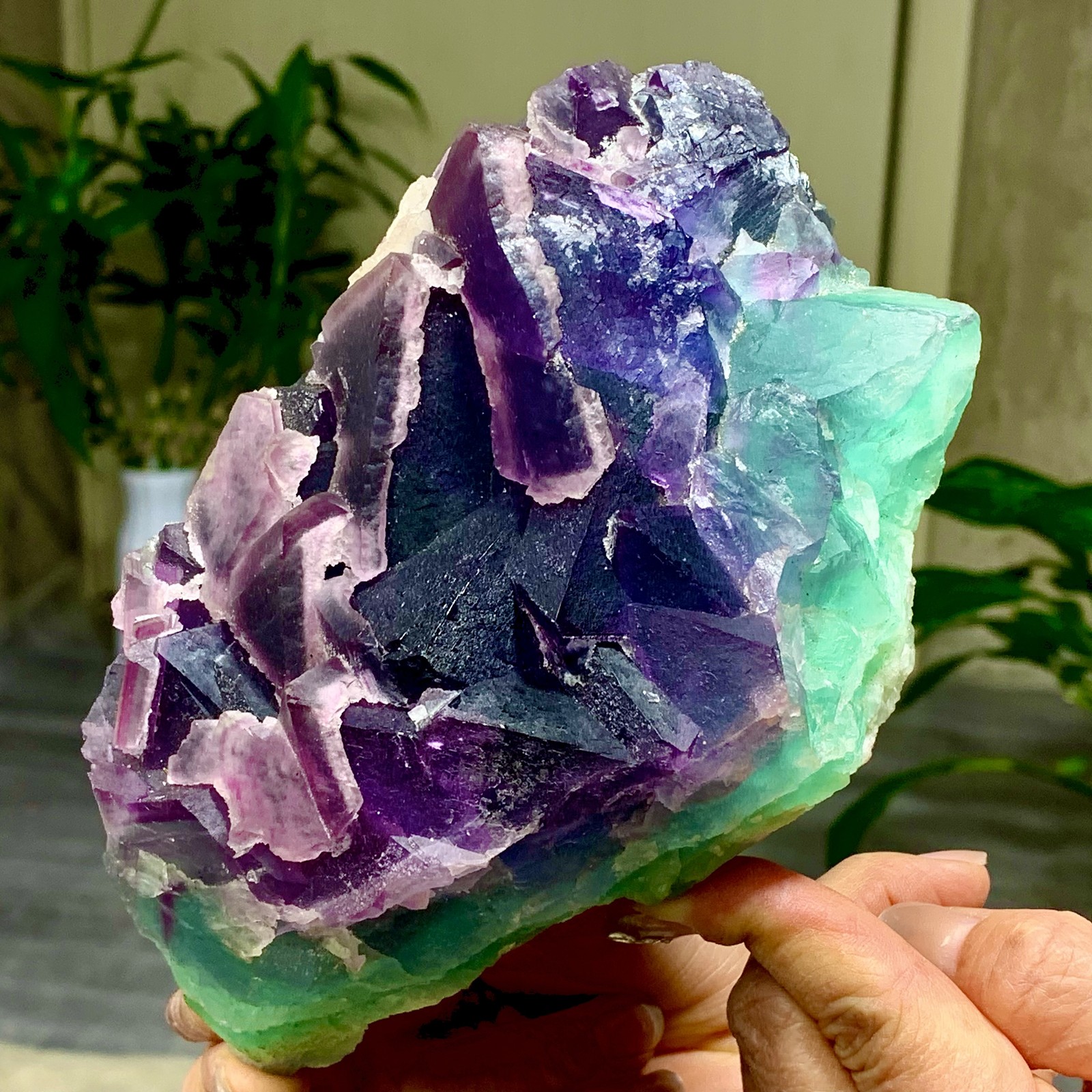 3.49LB Rare transparent purple-green cubic fluorite mineral crystal sample/China