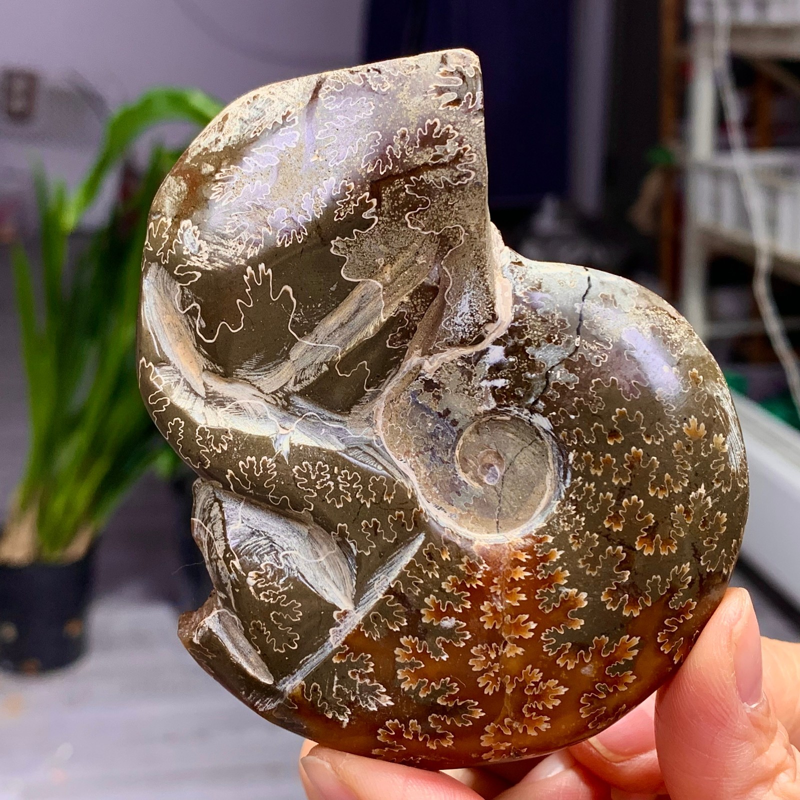 180G Rare! Natural tentacle ammonite fossil shell healing Madagascar