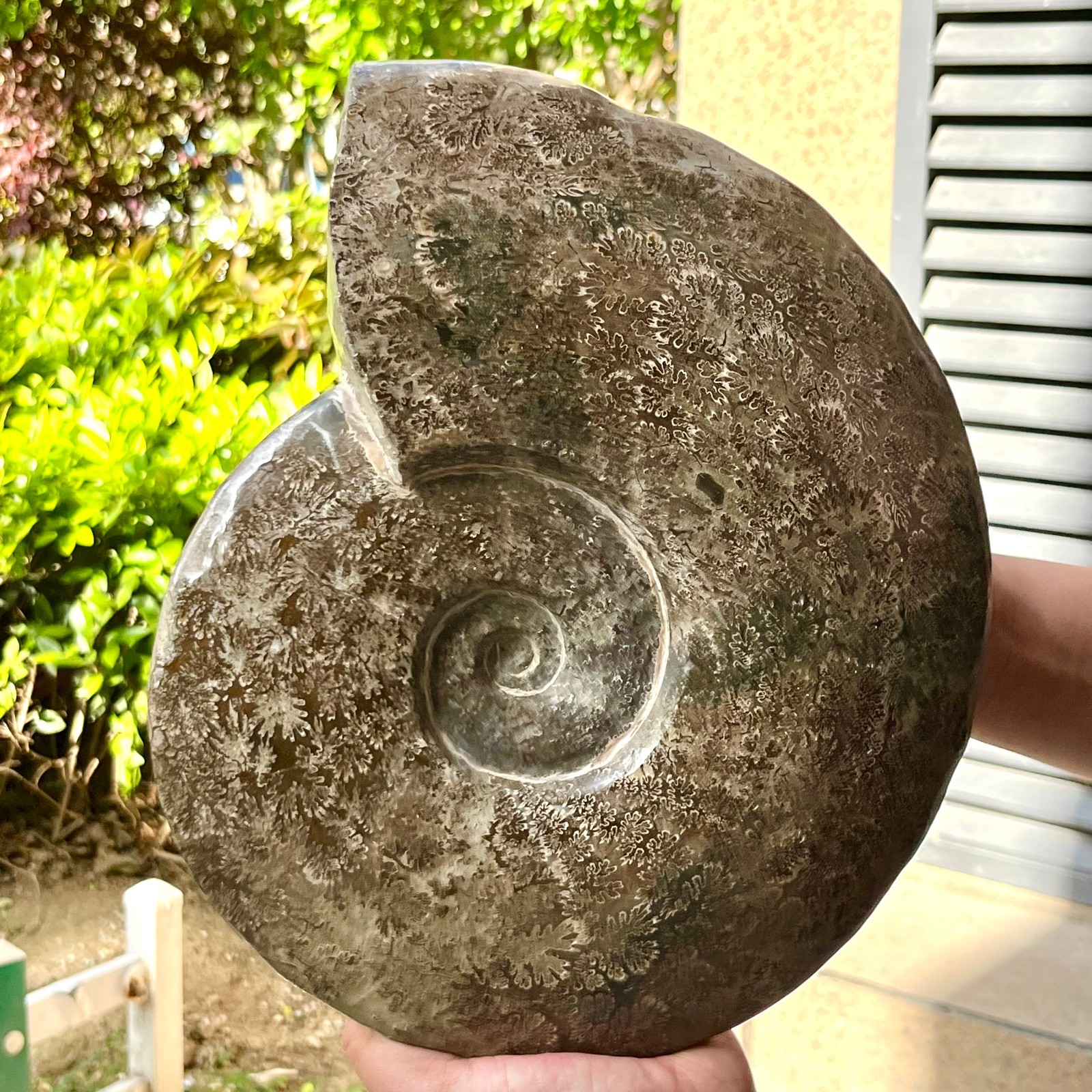 Polished Conch Shell Specimen Polished w/ Ammonite Pattern 11.08 lb