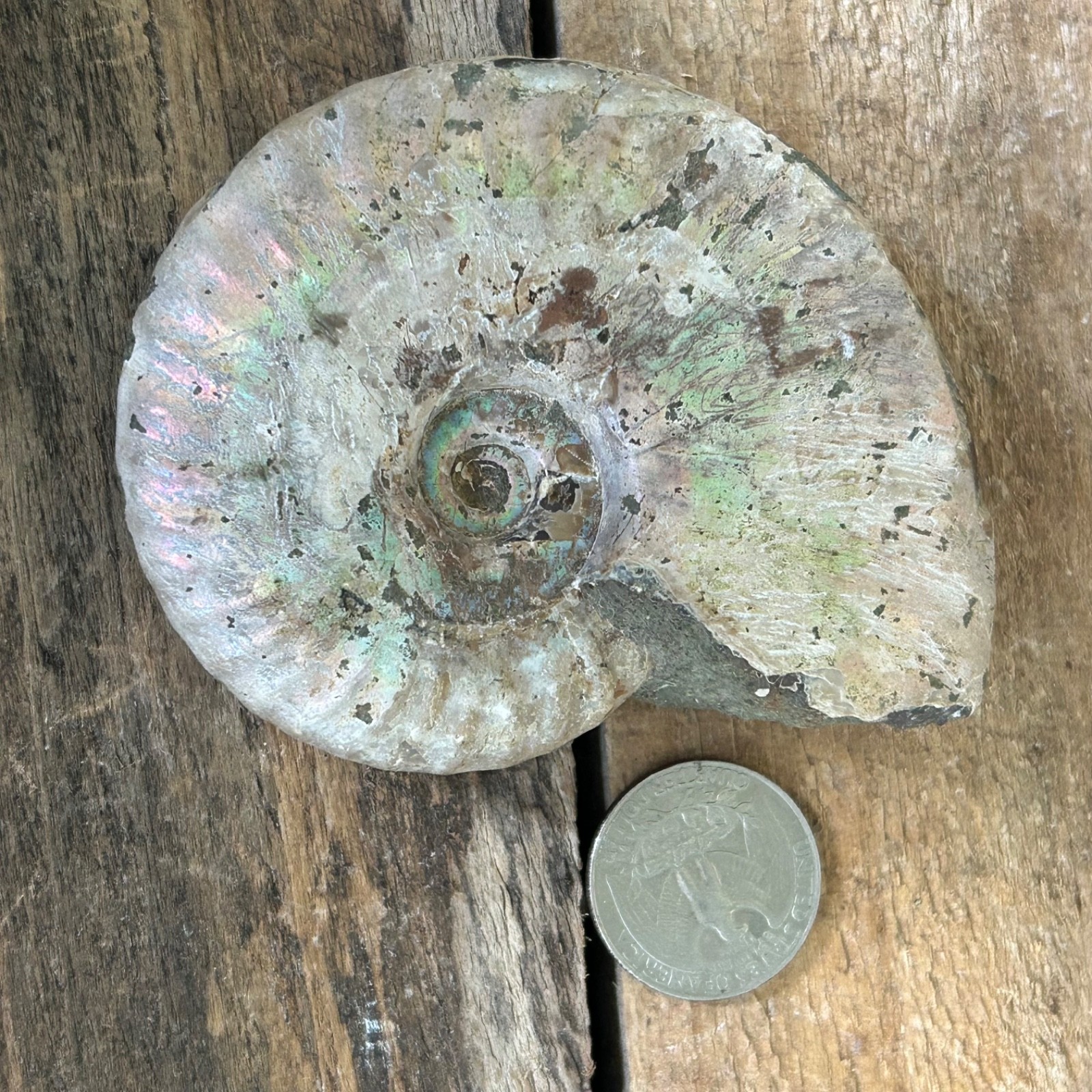 Opalized Ammonite Fossil 3.5″ Iridescent Rainbow Shell Healing Stone