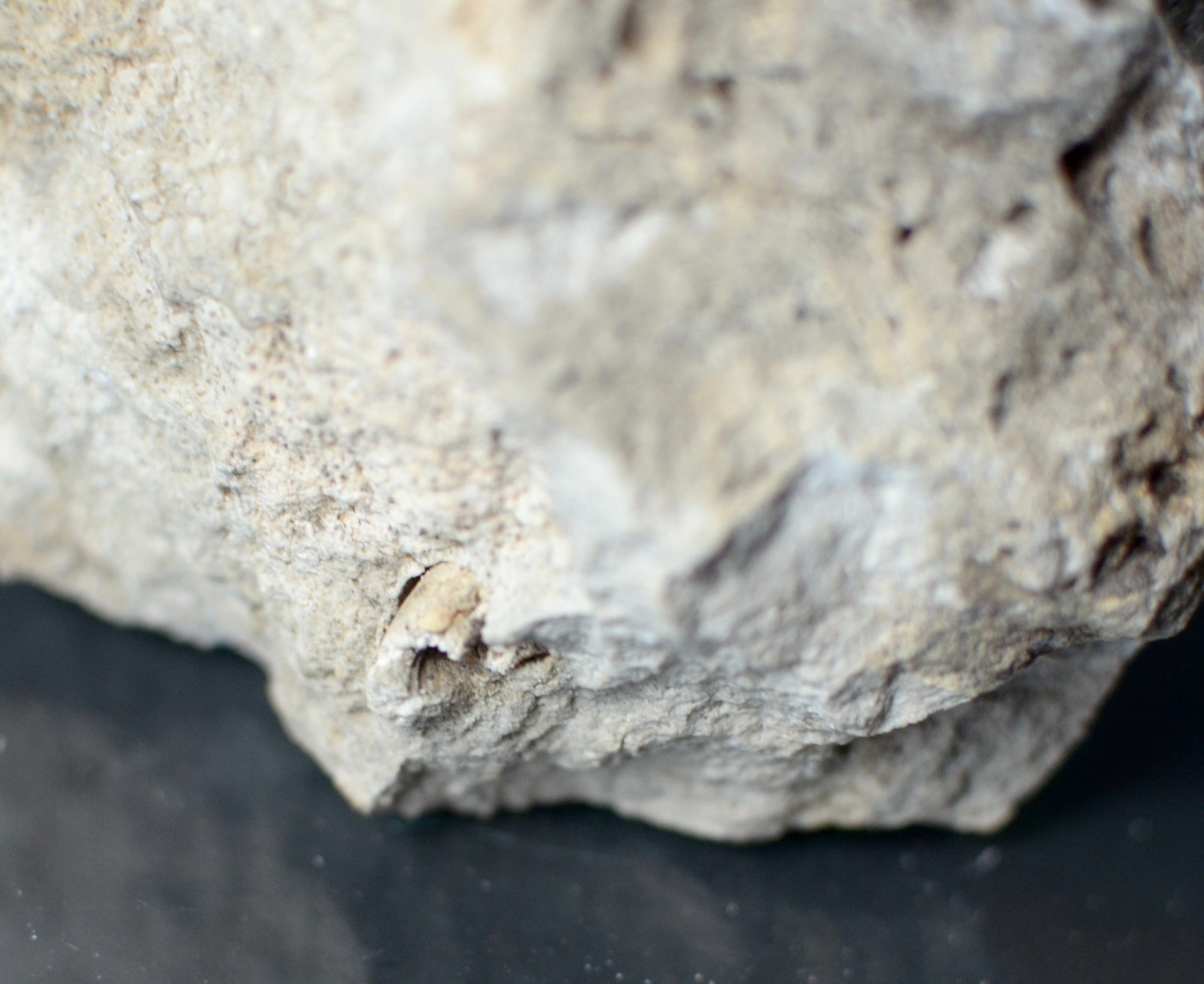Fluorescent Aragonite Needle Spray in Fossil Matrix | Crystal River, Florida