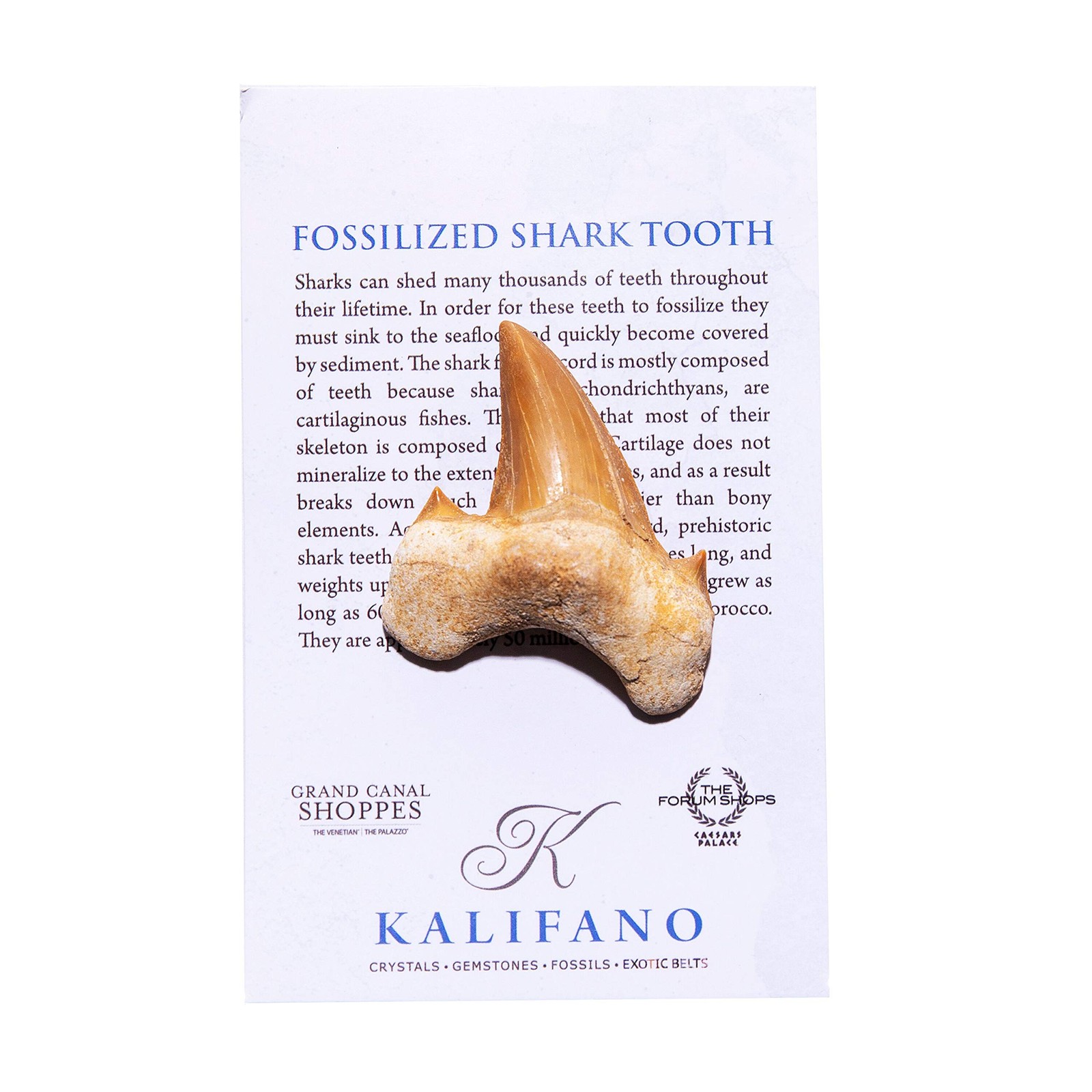 KALIFANO Authentic Fossilized Prehistoric Shark Teeth from Morocco – Shark To…