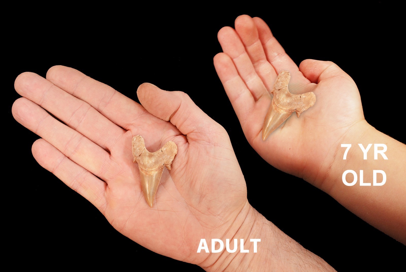 SHARK TOOTH Fossil 1 1/2″ Morocco Rough Natural Minerals Rocks Display Specimen