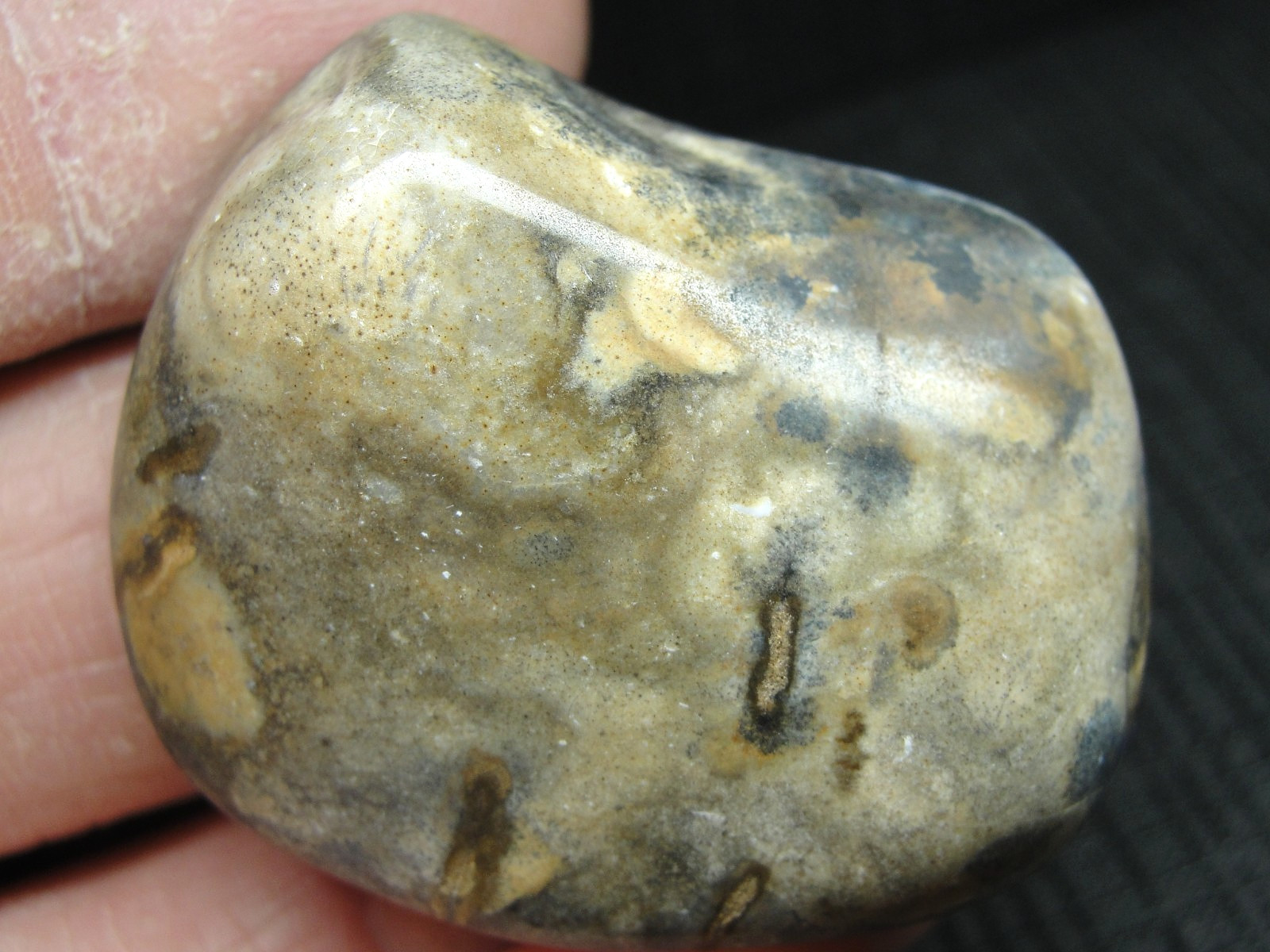 FOSSIL CORAL – YUMA COUNTY ARIZONA – FRESH TUMBLE – M-5161 – 39.82g FOUND BY ME