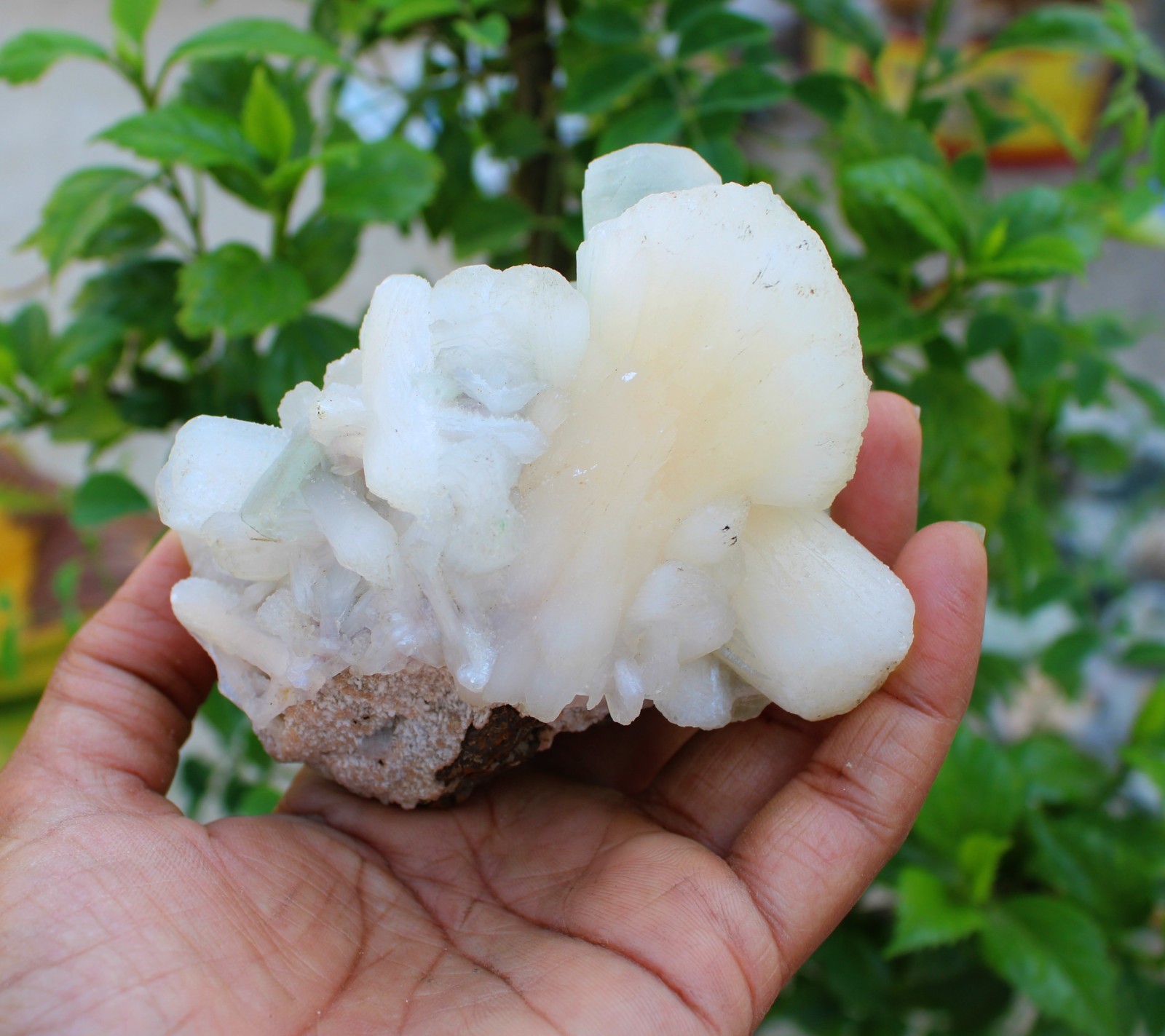 green apophyllite crystals w/ stilbite on matrix minerals specimen #A43