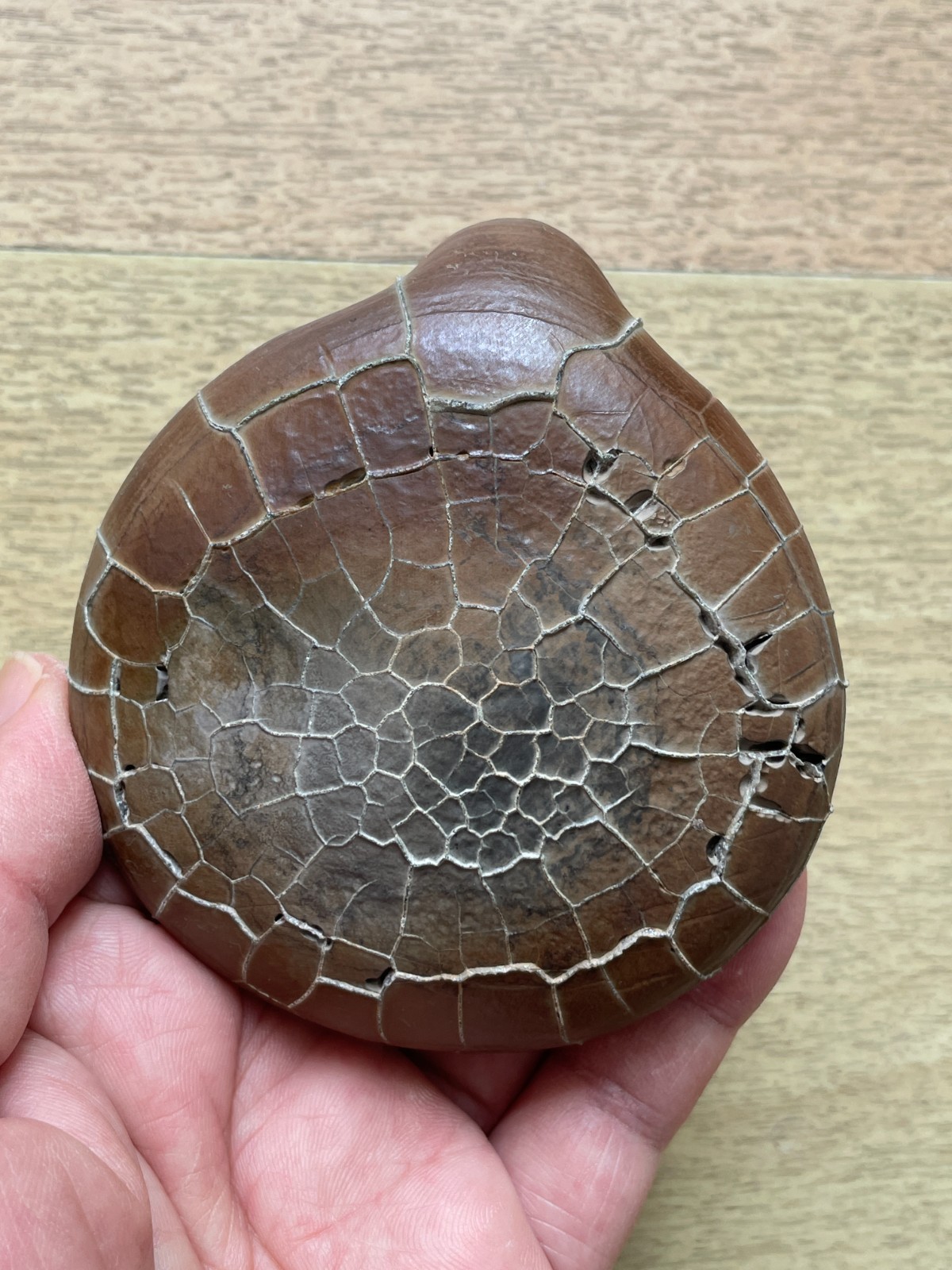 412g beautiful Natural tortoise back pattern stone Moire stone Landscape stone